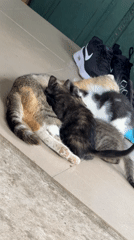 Kittens, cats, and dogs at a Bulgarian backyard in summer
