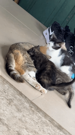 Kittens, cats, and dogs at a Bulgarian backyard in summer