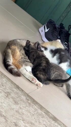Kittens, cats, and dogs at a Bulgarian backyard in summer