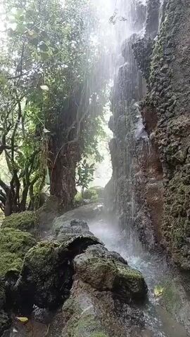 The video shows a natural scene with a waterfall cascading down a rocky, moss-covered cliff. Lush green trees and foliage surround the waterfall, creating a serene, natural environment. The water appears to be flowing into a pool at the bottom, where more moss-covered rocks are visible. The lighting suggests it may be an overcast day or that the area is shaded by the trees. There are no people or animals visible in the frame. The overall atmosphere is one of peace and tranquility.