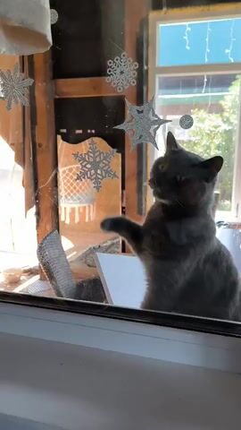 A gray cat is visible through a window. The cat has its left paw raised and is looking towards the camera. Snowflake decorations are stuck to the window. Outside the window, greenery and a blue sky are visible. The cat appears to be in a domestic setting, possibly a home.
