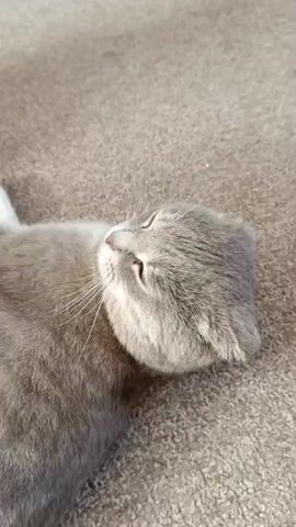 A close-up video shows a gray Scottish Fold cat lying on its back on a carpet. The cat's ears are folded down. The cat's eyes are open and looking around, and its whiskers are visible. The cat's tail and a white paw are visible at the top left of the frame. The cat appears to be relaxed and comfortable.