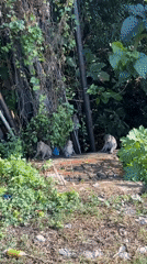 Monkeys forage through litter in Kuta Selatan, Indonesia