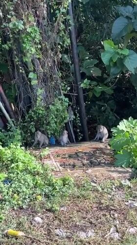 Monkeys forage through litter in Kuta Selatan, Indonesia