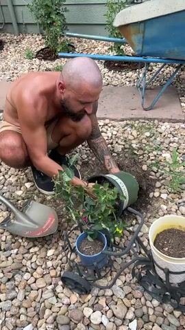 A man with a shaved head and tattoos on his arms is kneeling on a gravelly surface. He is wearing khaki shorts and black sneakers. He is holding a potted plant, and the pot is upside down as he carefully removes the plant from it. The plant has green leaves and some pink flowers. To his left is a shovel. In front of him are two small containers, one blue and one white, filled with dirt. Behind him is a blue wheelbarrow. The man appears to be in a backyard.