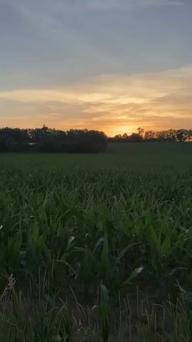 A static shot of a cornfield at sunset. The sky is a gradient of blue, orange, and yellow. Trees form a dark silhouette on the horizon. The corn stalks are tall and green.