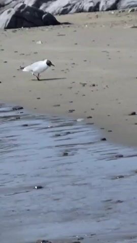 The video shows a seagull walking on a sandy beach. The bird is white with a black head and red legs. The beach is made of sand and small stones. In the background, there are large rocks and the sea. The water is clear and shallow, with small waves coming to the shore. The seagull is walking towards the right side of the frame. The sun is shining, casting a shadow of the seagull on the sand.