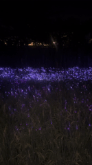 Purple lights illuminate nighttime field in North Kuta