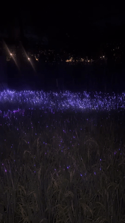 Purple lights illuminate nighttime field in North Kuta