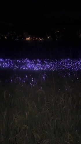 Purple lights illuminate nighttime field in North Kuta