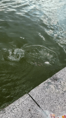 Carp and koi feeding at a Plovdiv waterway