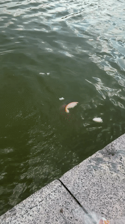 Carp and koi feeding at a Plovdiv waterway