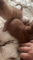 Brown puppies play on a patterned blanket in Dnipro