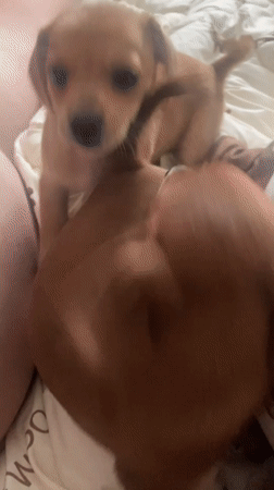 Brown puppies play on a patterned blanket in Dnipro