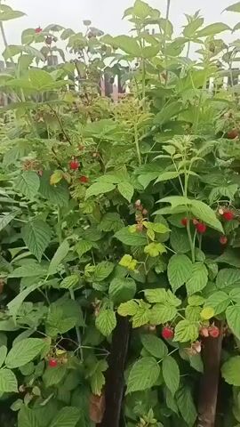 The video pans across a field of raspberry bushes laden with ripening fruit. The bushes are dense and green, with numerous red raspberries visible amongst the leaves. The camera moves from left to right, offering a close-up view of the plants and the berries. In the background, the tops of more bushes and some fencing can be seen. The lighting suggests an outdoor, daytime setting, likely during the berry-picking season.