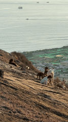 Goats on Lý Sơn Island's cliffs at sunset