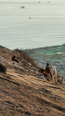Goats on Lý Sơn Island's cliffs at sunset