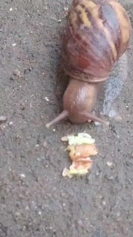 The video shows a close-up, high-angle shot of a large snail on a wet, dark, granular surface, likely dirt or pavement. The snail has a spiral shell that is brown with lighter brown stripes. Its body is a light brown, and it has two visible tentacles extending forward.

In front of the snail is a small pile of what appears to be discarded food, consisting of yellowish and reddish-orange pieces, possibly remnants of fruit or vegetables. The snail is positioned just above this food pile, and its movement suggests it may have been eating or is about to eat. The surface around the snail and the food shows signs of being damp, with some lighter patches that could indicate water or moisture.

The lighting appears to be natural, suggesting it's daytime. There are no people visible in the video. The overall setting is outdoors, likely in a garden or on a path, given the natural substrate and the presence of a snail. The focus is entirely on the snail and its immediate surroundings. The video is short, showing only a few seconds of the snail's slow movement and its proximity to the food scraps. There is no visible text within the video frames.