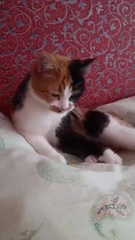 A calico cat with patches of white, orange, and black fur is captured in a video. The cat is lying on a soft surface, possibly a bed or sofa, with a patterned blanket beneath it. The background features a textured, reddish-pink wall with an ornate, damask-like pattern. The cat appears to be grooming itself, licking its paw and then its chest. Its eyes are partially closed, suggesting a relaxed state. The lighting is soft, indicating it could be daytime indoors. There is no visible text in the media file. The overall mood is peaceful and domestic, highlighting a moment of a cat's self-care in a comfortable home environment in Alexandrov, Russia.