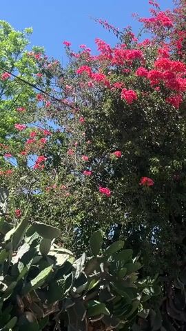 The video shows a bright blue sky above a cactus patch with trees and a flowering bush behind it. The foreground is dominated by a dense patch of prickly pear cacti, with several large, flat, green pads stacked on top of each other. Behind the cacti, a green tree with broad leaves and a flowering bush with bright pink flowers stand tall. Power lines run across the top of the frame. The video is taken from a low angle.