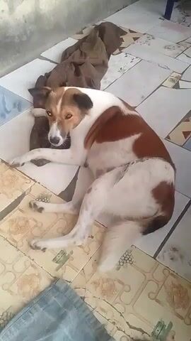 A medium-sized dog, with brown and white fur, lies on a tiled floor, propped up by a brown cloth. The dog's head is turned toward the camera, and its eyes are open. The background appears to be a wall with a concrete finish. A blue piece of fabric rests at the bottom of the frame. The lighting suggests it is daytime, possibly indoors.