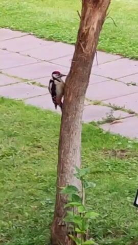 A woodpecker is perched on a tree trunk. The woodpecker is black and white with red markings on its head. The bird is facing to the left and appears to be pecking at the bark of the tree. The tree trunk is rough and textured. The background shows a paved walkway and green grass.