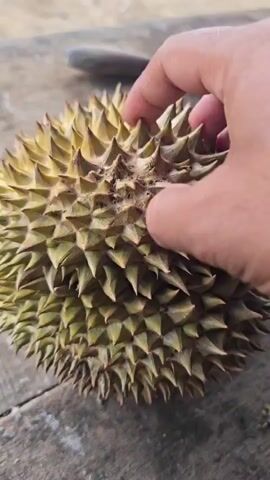 The video shows a person's hand touching the spiky exterior of a durian fruit. The video then cuts to an opened durian revealing its creamy yellow flesh. The durian is placed on a wooden surface.