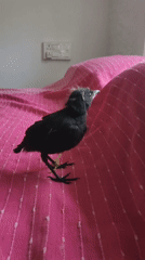 Fledgling bird finds shelter indoors on a rainy mountain afternoon