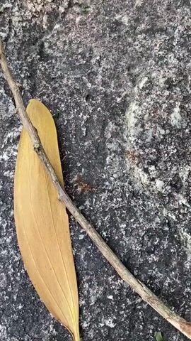 The video shows a close-up view of several ants on a rough, textured surface, likely stone or concrete. A dried, yellow leaf and a thin twig are also present in the scene, lying on the ground. The ants, which appear to be reddish-brown, are seen moving across the surface. One ant is near the tip of the leaf, and another is further away, closer to the twig. The camera angle is from above, looking down at the ants and their surroundings. The lighting suggests it is daytime.
