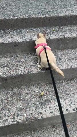 A small, tan dog wearing a pink harness and leash walks up a set of concrete stairs. The dog is seen from behind. The surface of the stairs and the ground are gravel. The video is shot from a high angle, looking down at the dog and stairs.