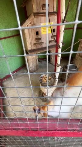 The video shows a squirrel inside a cage. The squirrel is orange and brown. The cage has metal bars in the foreground and a wooden structure with multiple openings in the background. There is also a green wall behind the cage. The squirrel is visible at different points in the video, sometimes moving quickly. In one shot, the squirrel appears to be reaching out towards the camera. There are also glimpses of shoes and feet at the bottom of the frame, suggesting people are observing the squirrel.