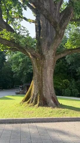 The video shows a tall, mature oak tree with a thick, textured trunk and widespread branches covered in lush green leaves. The sun shines through the foliage, creating a dappled lighting effect. The tree stands on a grassy area, with a paved walkway in the foreground and a blurred background of more trees and some structures, possibly a small building and benches. There are no people visible in the video. The camera appears to be held at a low angle, looking upwards at the tree.