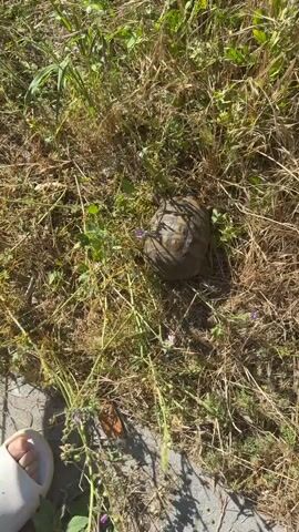 A person's hands reach into dry grass and pick up a turtle. The turtle is mostly hidden within the grass, with only its shell visible. The person's arms are visible, and they are wearing a bracelet on their left wrist and possibly a tattoo. The environment appears to be outdoors, with sunlight casting shadows.