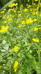 Child plays among wildflowers in Perm park