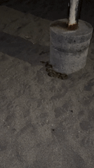 Snake spotted on beach sand in North Kuta