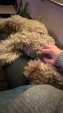 A light-skinned person is seated wearing blue jeans and a light gray sweater. The person’s hand is petting a curly-haired light brown dog who is lying down on a black cushion. The dog is wearing a collar and harness. Behind the dog and cushion is a houseplant in a pot, and a rolled towel. The person pets the dog’s head and chest. The camera is still.
