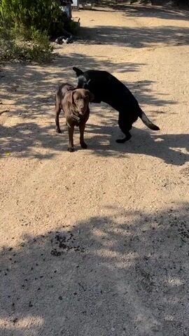 The video captures an outdoor scene with two dogs interacting. A black dog is mounted on a brown dog, both of which appear to be Labrador Retrievers. The dogs are on a dirt path, with trees and brush visible in the background. There are a few people in the background, including one standing near a white structure and another further down the path. The lighting suggests it is daytime.