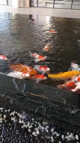 A school of koi fish swim in a pool of water. The pool has a dark, textured bottom. Several of the fish are orange and white, while others are red and white. One person's hand is visible reaching into the water, presumably to feed the fish. The background of the video shows a building with large windows and an escalator. The water is disturbed, indicating the movement of the fish and possibly the hand.