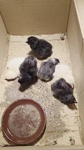 Six chicks are in a cardboard box. The chicks are black, white, and grey. There is a small brown dish in the lower left corner of the box.