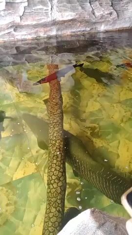 The video shows a large fish tank with artificial rocks lining the top edge. The water is clear and has a yellowish-green tint. A long, brown, cylindrical object resembling a log or branch lies submerged in the tank, with one end reaching near the surface. Several large fish are swimming in the tank. One fish, dark in color and with visible scales, is positioned close to the log. Another fish, lighter in color with a red and black marking on its head, is swimming near the surface above the log. The water appears to have some debris or algae floating in it, and there are bubbles visible. The overall impression is of an aquatic environment in a zoo or aquarium exhibit.