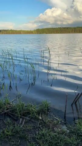 The video opens with a wide shot of a serene lake at dusk, with lush green reeds growing along the shore and casting reflections on the gently rippling water. The sky above is a canvas of soft blues and whites, with fluffy clouds hinting at a pleasant evening. In the distance, a dense forest frames the horizon, adding a touch of natural grandeur to the scene.

As the camera zooms in, the focus shifts to the reeds in the foreground, their slender stalks swaying rhythmically with the water's movement. A fishing rod, its line extending into the lake, is subtly visible on the right side of the frame, suggesting a peaceful moment of angling. The overall atmosphere is one of tranquility and calm, evoking a sense of escape from the hustle and bustle of everyday life.

The time of day appears to be late afternoon or early evening, as indicated by the soft, diffused light and the gentle hues of the sky. The location is Nazhitsy, Russia, a place known for its picturesque natural landscapes. The absence of any visible text or spoken words allows the viewer to immerse themselves fully in the visual experience, appreciating the quiet beauty of the natural world. The scene is devoid of any human presence, further emphasizing the sense of solitude and peaceful contemplation.