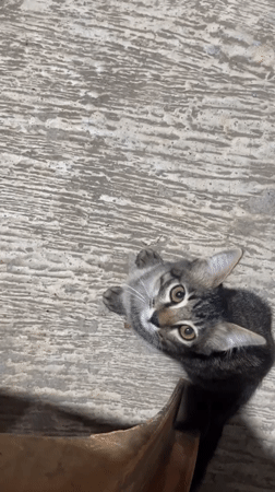 Street cats and a roadside burger cart in rural Aceh