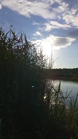 This media file captures a serene natural scene at a body of water, likely a lake or river, in Sloviansk, Ukraine. The foreground is dominated by tall, dark green reeds and grasses, suggesting a marshy or riverbank environment. These plants are silhouetted against the brighter backdrop, indicating the sun is behind them.

The main subject is the tranquil water, which reflects the sky and surrounding landscape. The water is calm, with subtle ripples visible. Across the water, a dense line of trees and reeds forms the distant shoreline, creating a natural border. Beyond this, a slightly hilly terrain is visible, dotted with what appear to be trees and some man-made structures, including what looks like a building or apartment complex in the far distance.

The sky is a prominent feature, with a mix of blue sky and fluffy white clouds. The sun is shining brightly, positioned in the upper left quadrant of the frame, and its rays are partially obscured by clouds and the reeds, creating a luminous effect on the water. The overall impression is one of late afternoon or early evening light, as the sun appears to be lower in the sky.

The weather appears to be fair and pleasant, with a clear sky and sunshine. The scene evokes a sense of peace and natural beauty. There is no visible text in the media file. The focus is entirely on the natural landscape and the play of light and reflection.