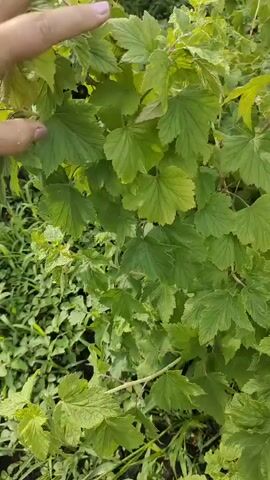 In Bogdashkino, Russia, a hand reaches out to gently touch a cluster of ripe black currants hanging from a leafy bush. The berries, dark and plump, are nestled among vibrant green leaves, some still showing a hint of redness, indicating they are nearing full ripeness. The scene is bathed in natural light, suggesting it's daytime, likely morning or afternoon, with fair weather allowing for outdoor activity. The background is a soft blur of more greenery, hinting at a garden or a natural outdoor setting. The focus is on the sensory experience of nature, the texture of the leaves and the inviting appearance of the fruit. There is no visible text in the media file.
