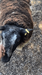 Visitors interact with sheep in pastoral Ashford countryside setting