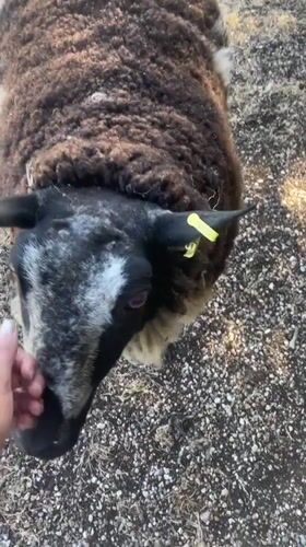 Visitors interact with sheep in pastoral Ashford countryside setting