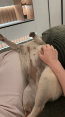 Pug gets belly rubs on couch in Chișinău