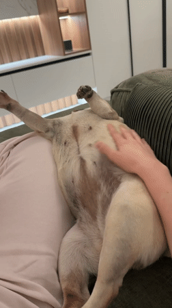 Pug gets belly rubs on couch in Chișinău