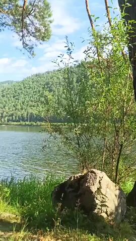 A serene natural landscape is depicted. The foreground shows lush green grass and a large, rough-textured rock. To the right, the dark trunk of a tree is visible, partially obscuring the view. A pine tree with branches reaching into the frame is on the left. Beyond the immediate foreground, a calm body of water, likely a lake or river, stretches out. The water has a gentle ripple and reflects the light. In the background, a lush, densely forested hill rises, covered in a variety of green trees. The sky above is a clear blue with a few wispy clouds. The overall impression is one of tranquility and natural beauty on a bright, sunny day. There are no people or discernible actions taking place.