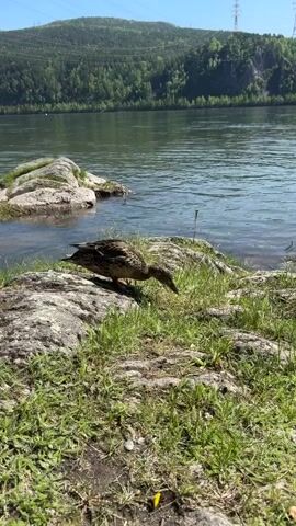 The video captures a serene natural scene featuring a single duck foraging along a grassy and rocky riverbank on a bright, sunny day.

**Subjects:** The primary subject is a duck, likely a female mallard, with mottled brown and darker feathers, an orange beak, and orange webbed feet. It is the sole animal visible. The scene also includes lush green grass, small yellow flowers (possibly dandelions), various sizes of rocks along the bank, and a body of water. In the background, distant hills or mountains are covered with dense green trees, and power lines with transmission towers are visible along their crest.

**Activity or Event:** The duck is slowly walking forward on the uneven, grassy bank, moving from left to right across the frame. As it walks, it repeatedly lowers its head to peck at the ground, seemingly eating grass, small plants, or insects. The water in the river shows gentle ripples, suggesting a light breeze or current.

**Notable Details:** The video is shot during clear daylight, indicated by the strong sunlight, bright illumination of the scene, and distinct shadows cast by the rocks and the duck. The weather appears calm and pleasant. The setting is a natural landscape with a wide river flanked by forested hills, providing a sense of tranquility and natural beauty. The power lines in the distant background are the only visible man-made structures, hinting at some human presence in the broader area. There is no visible text in the video. The location context, Слизнево, Russia, aligns with the appearance of a scenic riverine and hilly environment.